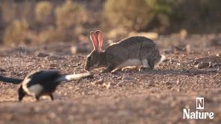 nature  rabbit  animal  forest  beautiful scenery  relaxing clip  PT 6  🐇🏞️🌄🤩😍🥰❤️💕 [upl. by Huey574]