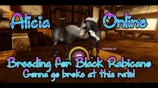 Black Rabicano Breeding Alicia Online [upl. by Yereffej997]