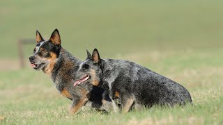 The Amazing Australian Cattle Dog Unparalleled Loyalty and Intelligence [upl. by Sucramaj]