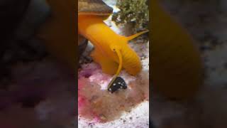 Sulawesi snail eats beetroot stick [upl. by Kazim128]