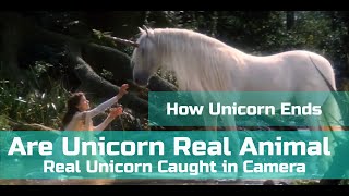 Real Unicorns Caught in Camera  How Unicorn End from World unicorn [upl. by Hewet]