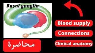 Anatomy of basal nuclei [upl. by Mayeda]