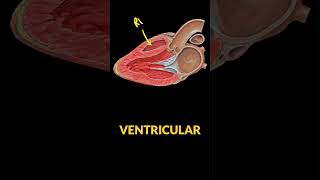 🫀 Learn POCUS Parasternal Long Axis View 🔊 [upl. by Aniuqaoj973]