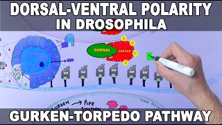 Dorsal Ventral Polarity Generation in Drosophila  GurkenTorpedo Pathway [upl. by Sylvester]