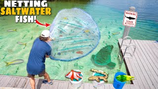 Netting TONS OF WILD FISH For ALL My Saltwater Ponds [upl. by Yarazed36]