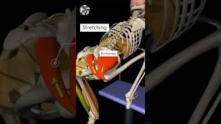 Piriformis Syndrome Alleviate your pain  anatomytrendinggymfitnessmotivationdoctorfitness [upl. by Charron237]