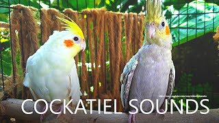 Cockatiel Sounds  Lutino and Pearl From Nono [upl. by Nnyleak470]