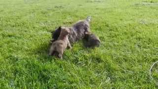 chiot cairn terrier de la Terrardiere avec Bonny [upl. by Eninej]