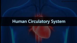 Human Circulatory System full explained class 7  Full details in description [upl. by Lehteb]