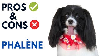 Phalène Dog Pros and Cons  Dropeared Papillion Advantages and Disadvantages [upl. by Remde595]