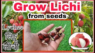 Grow Lichi from Seeds 🍒 লিচু लीची easy process lichi trending trendingvideo viral garden [upl. by Roderic163]