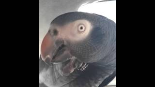 parrot Timneh bird african gray [upl. by Harley]