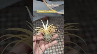 Tillandsia Ionantha Druid blooming plants [upl. by Nor654]