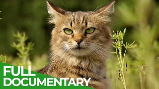 Wildlife Takeover How Animals Reclaimed Chernobyl  Free Documentary Nature [upl. by Junia550]