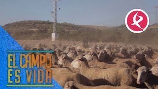 Arranca la paridera de otoño en Manchita  El campo es vida [upl. by Burd312]