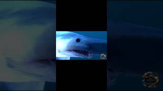 The Goblin Shark 🦈🦈   Learn more on my page viralvideo wildlife deepsealife shorts sharks [upl. by Moreland]