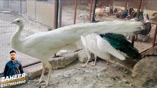 White peacock pair for sale [upl. by Yregram]