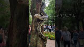 Giant Python Stuck in an Old Tree shorts youtubeshorts [upl. by Cressida63]