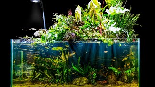 Natural Jungle Aquascape w Emergent Plants Riparium Build [upl. by Bright]