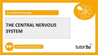 Central Nervous System  Biopsychology  AQA A Level Psychology [upl. by Arly]