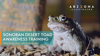 Sonoran Desert Toad Awareness Training Keeping dogs safe from the psychedelic amphibians [upl. by Nyltak701]