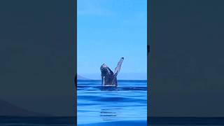 Whale Up Close  Loreto MexicoBaja California sur humpback whale [upl. by Ycnaffit]