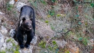 Oso pardo cantábrico Cantabrian brown bear Ursus arctos arctos [upl. by Cesaria]