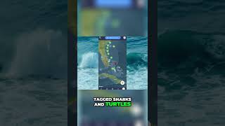 Shark Tracker Explore Tagged Sharks amp Turtles [upl. by Atimed]