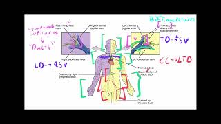 Anatomy amp Physiology Crash Course Basic Immunology [upl. by Yadnil]