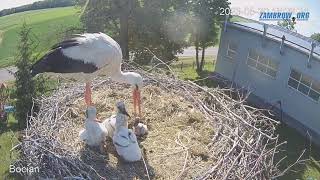 Bocian wyrzuca młodego bociana z gniazda  zambrow bocian livecam gniazdo [upl. by Arval188]