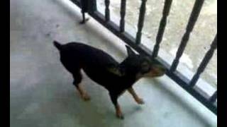 Mini Pinscher Dog [upl. by Noreen]