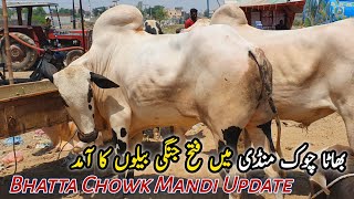 Bhatta Chowk Mandi Latest Update June 2024  Biggest Heavyweight Fatehjangi Bulls [upl. by Sullecram412]