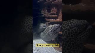 Yellow Spotted moray fish  sea fish Spotted moray [upl. by Eisoj]