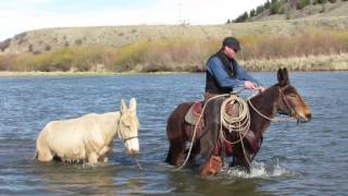 Whitehorse Mules For Sale Francine [upl. by Wiencke]