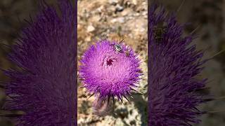 The busy bee bees flowers cactus [upl. by Ed]