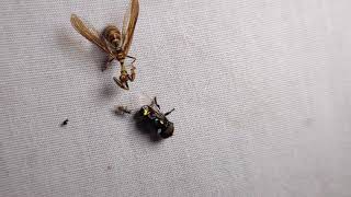 Brown Wasp Mantidfly eating a Green Jewel Fly [upl. by Notgnirrac959]