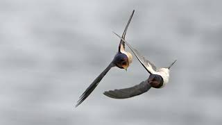 swallows in flight [upl. by Gazzo516]