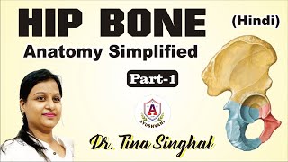 Anatomy of Hip Bone  innominate bone  Pelvis  Osteology  Ilium Ischium Pubis [upl. by Della]