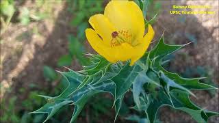 Argemone mexicana Habit Poisonous parts Botanical Characters Medicinal Uses Maxican Poppy [upl. by Aieki668]