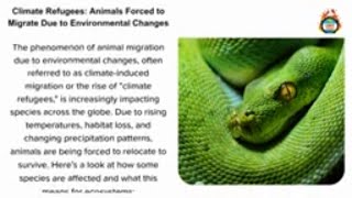 Climate Refugees Animals Forced to Migrate Due to Environmental Changes [upl. by Reginauld380]