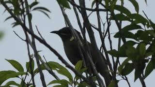 Lewins Honeyeater 20 [upl. by Castro]