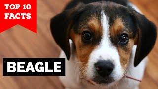 Beagle  Top 10 Facts [upl. by Mialliw]