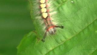 Caterpillar of the Rusty Tussock Moth or Vapourer Orgyia antiqua  1 [upl. by Norah]