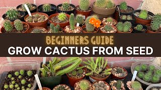 How to Grow Cactus from Seed A beginners guide  cactuscare cactus [upl. by Rezzani]