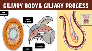 Uveal Anatomy  Ciliary body  Ciliary process ultrastructure [upl. by Renny]