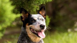 Exploring the Unique Temperament of Australian Cattle Dogs [upl. by Wilfreda]