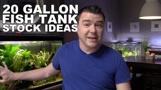 20 Gallon Aquarium Stocking Ideas [upl. by Bathulda263]