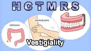 How Creationism Taught Me Real Science 104 Vestigiality [upl. by Rosalia]