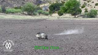 Pauls Javelina Hunt [upl. by Leroy622]