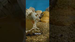 Part2 quotExploring Phylum Mollusca  PhylumMollusca 11thBiology BiologyExplained EducationalVideo [upl. by Aihsem859]